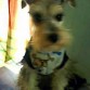 aqui esta willy posando para la foto en la casa con su sueter favorito de perritos azul